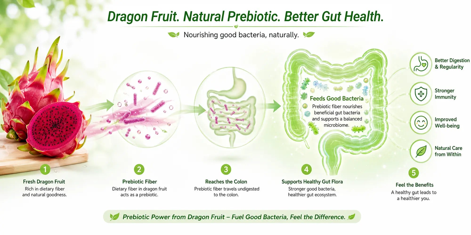 Infographic showing gut health and prebiotic fiber benefits of red dragon fruit