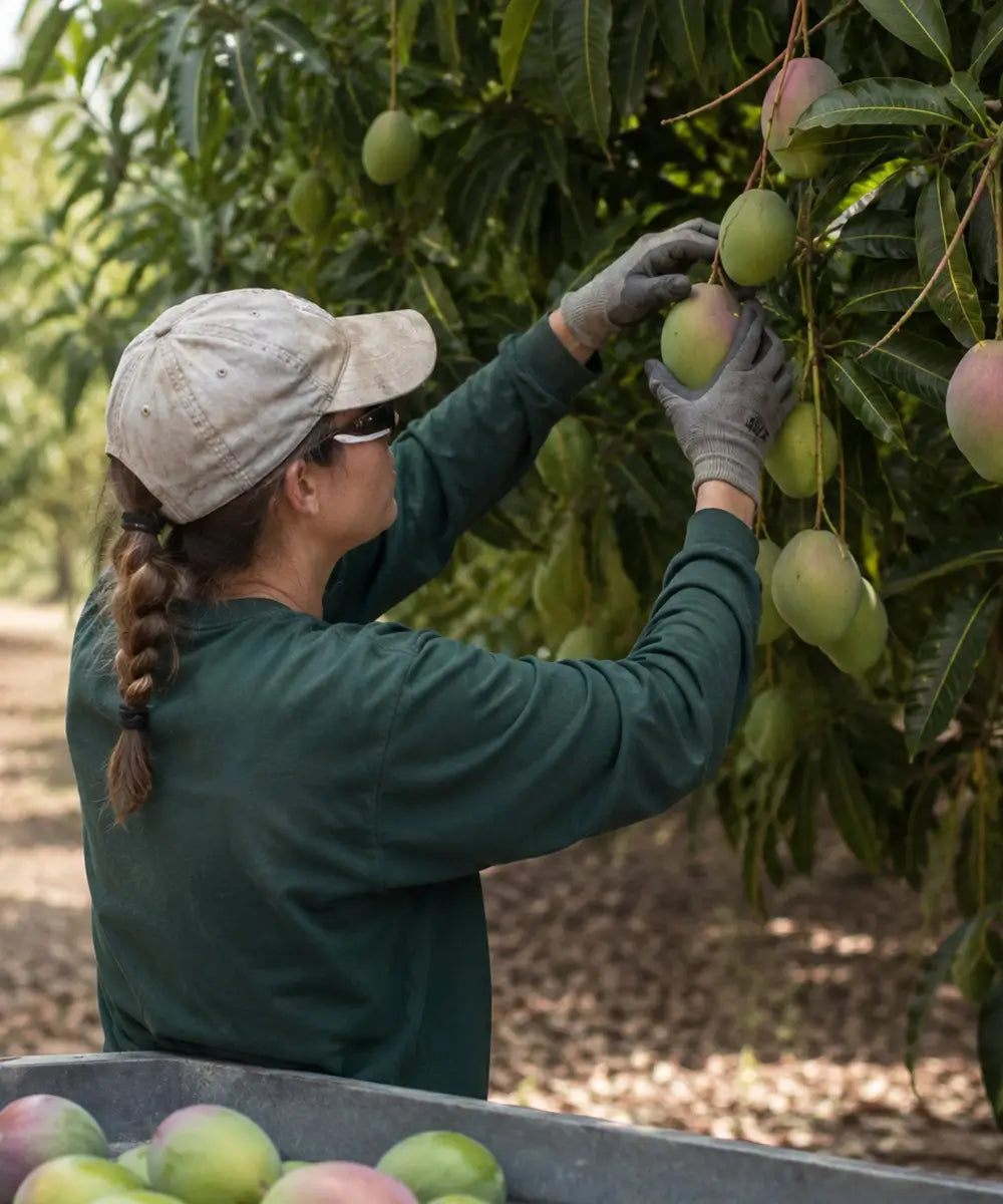 Ethan-Lin-UC-Davis-food-scientist-checking-fresh-mangoes